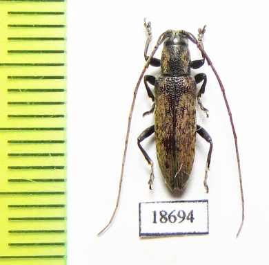 Cerambycidae sp.  Malaysia, Borneo - INSECTS-STORE.RU