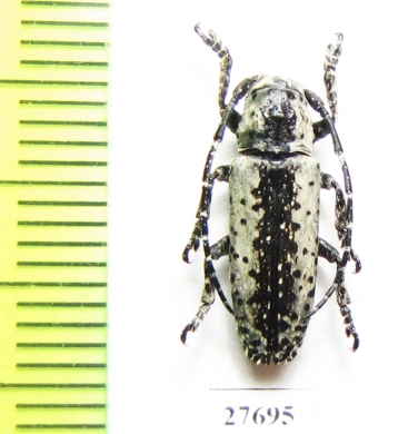 Milothris irrorata  Indonesia, Java - INSECTS-STORE.RU