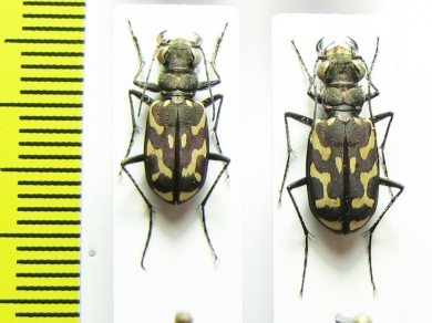 Ropaloteres sp., pair  South Africa Rep. - INSECTS-STORE.RU