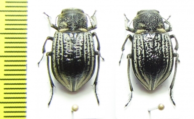 Platyope granulata  Kazakhstan - INSECTS-STORE.RU