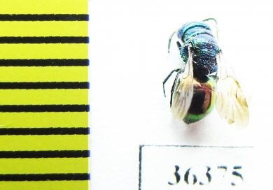 Chrysididae sp.  Russia, Moscow reg. - INSECTS-STORE.RU