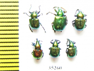 Byctiscus populi  Russia, Tver reg. - INSECTS-STORE.RU