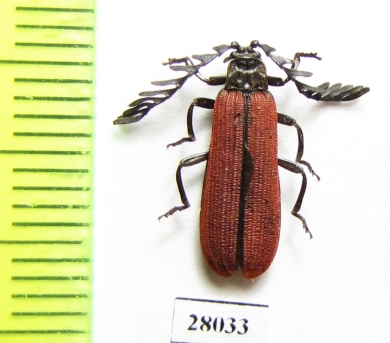 Lycidae sp.  China, Gansu prov. - INSECTS-STORE.RU