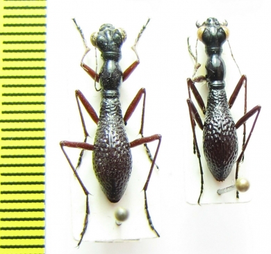 Tricondyla sp.  Vietnam - INSECTS-STORE.RU