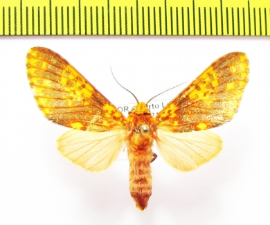 Erebidae sp.  Ecuador - INSECTS-STORE.RU