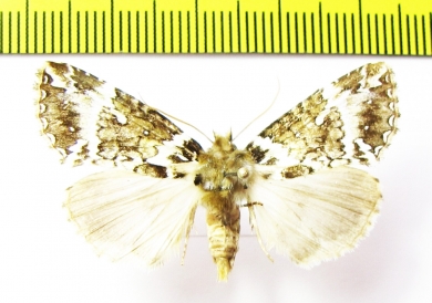 Noctuidae sp.  Bhutan - INSECTS-STORE.RU