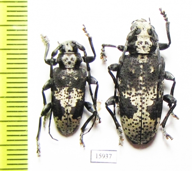 Cerambycidae sp., pair  Peru - INSECTS-STORE.RU