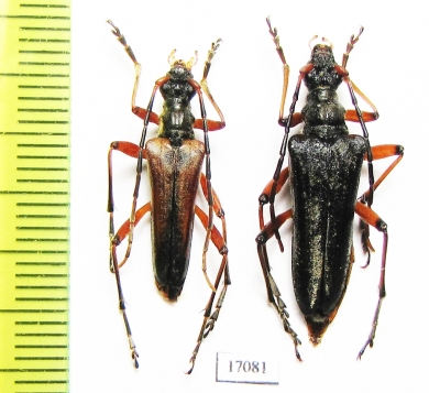 Stenocorus meridianus, pair  Russia, Sverdlovsk reg. - INSECTS-STORE.RU