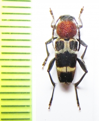 Xylotrechus rufilius  Russia, Far East - INSECTS-STORE.RU