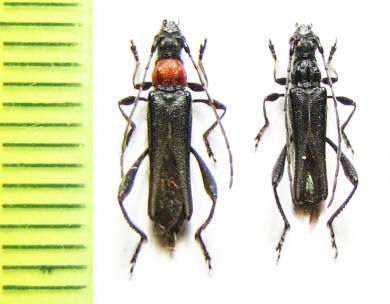 Callimoxys gracilis, pair  Russia, Krasnodar reg. - INSECTS-STORE.RU