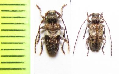 Pogonocherus decoratus, P.fasciculatus  Czech Rep. - INSECTS-STORE.RU