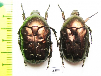 Protaetia cuprina  Russia, Astrakhan reg. - INSECTS-STORE.RU