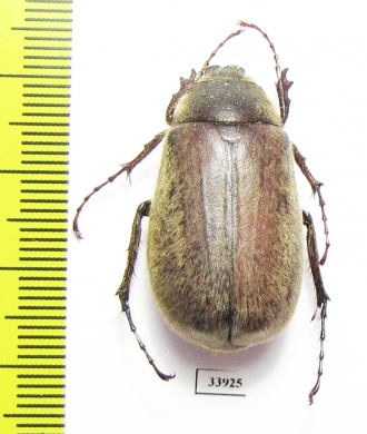 Melolonthinae sp.  Panama - INSECTS-STORE.RU