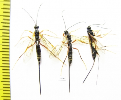 Ichneumonoidea sp.  Russia, Tver reg. - INSECTS-STORE.RU