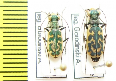 Cylindera sp., pair  China, Quinghai prov. - INSECTS-STORE.RU