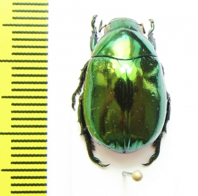 Mimela despumata  Thailand - INSECTS-STORE.RU