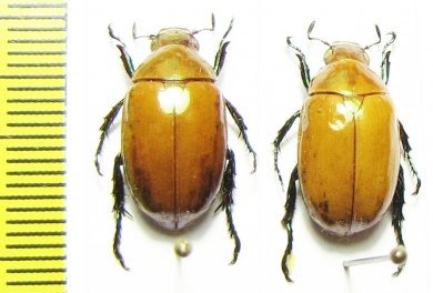 Spilota plagicollis  China, Yunnan prov. - INSECTS-STORE.RU