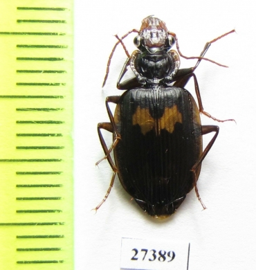 Carabidae sp.  Madagascar - INSECTS-STORE.RU