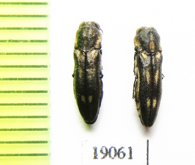 Agrilus sp.  Argentina - INSECTS-STORE.RU