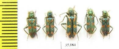 Trichodes sp.  Uzbekistan - INSECTS-STORE.RU