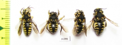 Hymenoptera sp.  Russia, Tver reg. - INSECTS-STORE.RU