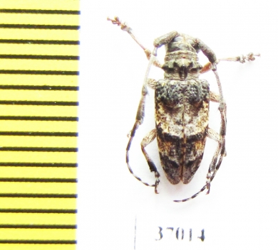 Cerambycidae sp.  South Africa Rep. - INSECTS-STORE.RU