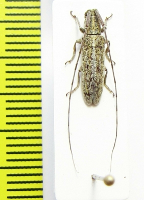 Cerambycidae sp.  Malawi - INSECTS-STORE.RU