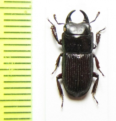 Aegus sp.  China, Guangxi prov. - INSECTS-STORE.RU