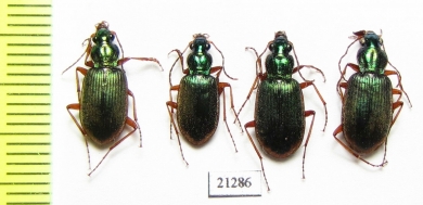 Carabidae sp.  Kirgizstan - INSECTS-STORE.RU
