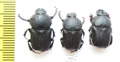 Chironitis haroldi, pair  Uzbekistan - INSECTS-STORE.RU