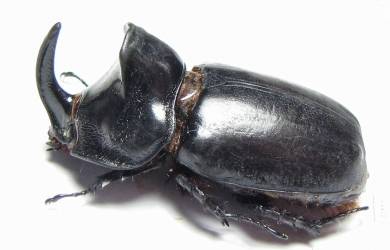 Oryctes ranavalo f. acuticollis, male  Madagascar 47mm - INSECTS-STORE.RU