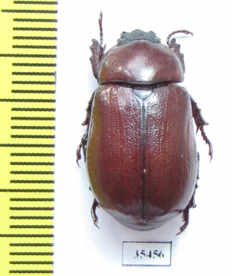 Dynastinae sp.  Mexico - INSECTS-STORE.RU