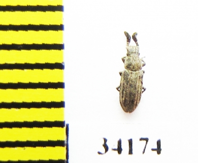 Orthocerus clavicornis  Russia, Tver reg. - INSECTS-STORE.RU