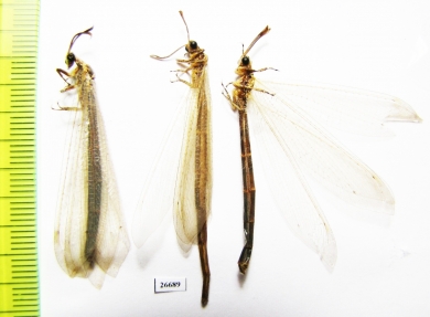 Myrmeleontidae sp.  Tajikistan - INSECTS-STORE.RU