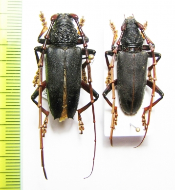 Plocaederus ruficornis, pair  Malaysia - INSECTS-STORE.RU