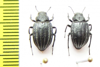 Platyope leucogramma  Russia, Astrakhan reg. - INSECTS-STORE.RU