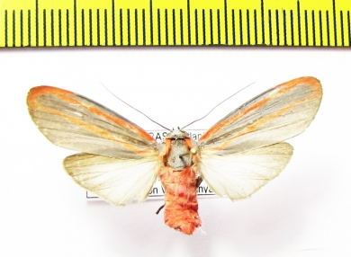 Erebidae sp.  Honduras - INSECTS-STORE.RU