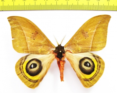 Saturniidae sp.  Panama - INSECTS-STORE.RU