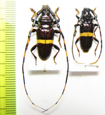 Trachyderes succinctus, pair  Paraguay - INSECTS-STORE.RU