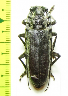 Cerambyx carinatus  Croatia - INSECTS-STORE.RU
