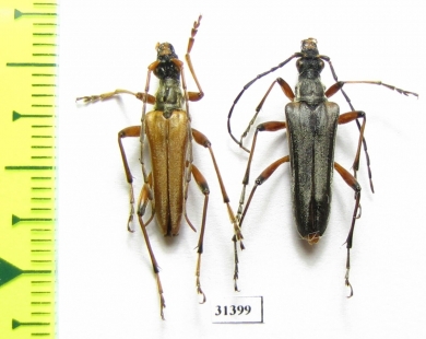 Stenocorus meridianus, pair  Russia, Kaluga reg. - INSECTS-STORE.RU