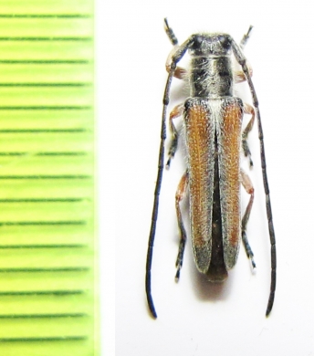 Phytoecia vittipennis pravei  Armenia - INSECTS-STORE.RU