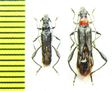 Callimoxys gracilis, pair  Russia, Krasnodar reg. - INSECTS-STORE.RU