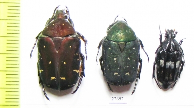 Cetoniinae sp.  Philippines - INSECTS-STORE.RU