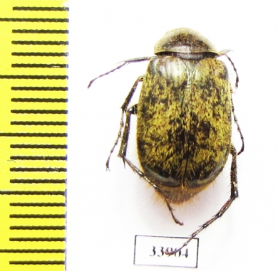 Melolonthinae sp.  Panama - INSECTS-STORE.RU