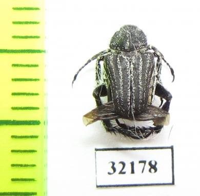 Hopliini sp.  South Africa Rep. - INSECTS-STORE.RU