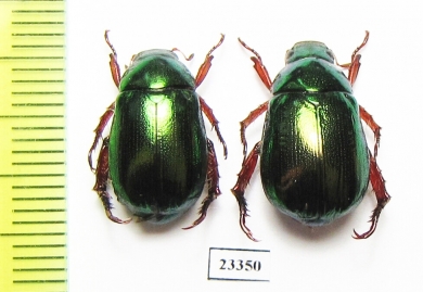 Rutelinae sp.  Laos - INSECTS-STORE.RU