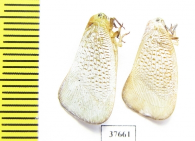 Homoptera sp.  Honduras - INSECTS-STORE.RU