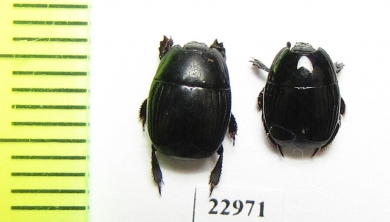 Hister sp.  South Africa Rep. - INSECTS-STORE.RU