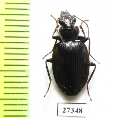 Carabidae sp.  Madagascar - INSECTS-STORE.RU